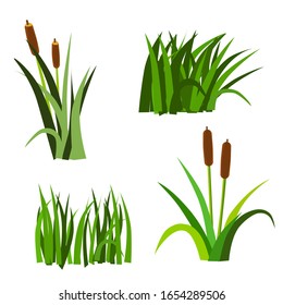 Bulrushes, elements leaves and fruits vector illustration on a white isolated background in green