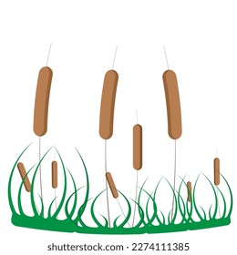 Bulrush(reed,cane) with leaves on an isolated background. Vector illustration.