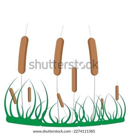 Bulrush(reed,cane) with leaves on an isolated background. Vector illustration.