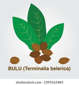 Bulu. Bedda Nut Tree. Terminalia bellirica. vector art. Terminalia Bellirica, Baheda, Bulu, Akkam or Bibheetaka. flat icon. Bulu Terminalia Belerica Vectors.