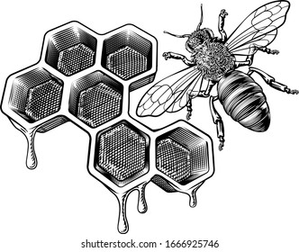 A bumble bee or bumblebee and a honeycomb dripping with comb honey in a vintage woodcut retro style 