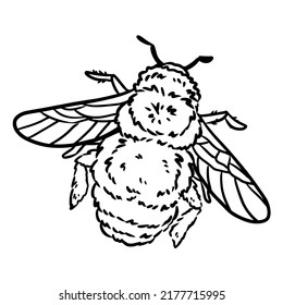 Bumble Bee Cartoon Icon. Fruit Outline Comic Style Insect Image. Hand Drawn Isolated Lineart Illustration For Prints, Designs, Cards. Web And Mobile