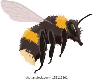 Bumble bee in flight, vector illustration isolated on white background. Fully adjustable and scaleable.