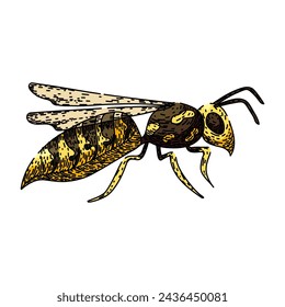 bumble bee hand drawn. flower pollinate, honey cute, black fly bumble bee vector sketch. isolated color illustration