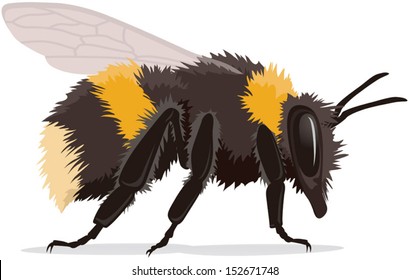 Bumble Bee, Realistic Vector Illustration Isolated On White Background With Shadow. Fully Adjustable And Scaleable.