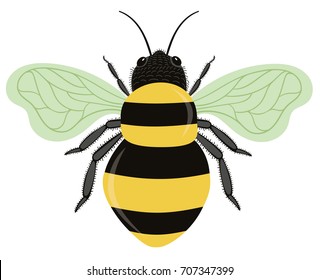 Bumble Bee Vector Illustration - Isolated
