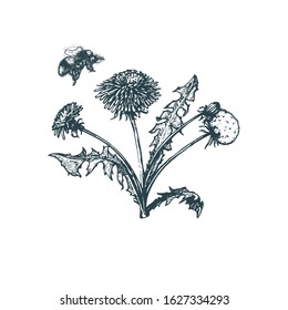 Bumblebee above dandelion flower, hand drawn illustration. Honey bee sketch in vector.