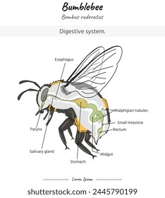 Bumblebee anatomy. diagram showing the Digestive system of a Bumblebee with insect body. for educational content, teaching, presentation. with a simple design