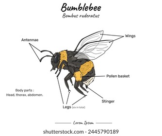 Bumblebee anatomy. Diagram showing parts of a Bumblebee bombus ruderatus for biology science education