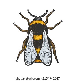 dibujo de color de insectos de abejas bumblebee grabando ilustración vectorial. Diseño de impresión de ropa de camiseta. Imitación de tablero de raquetas. Imagen dibujada a mano en blanco y negro.