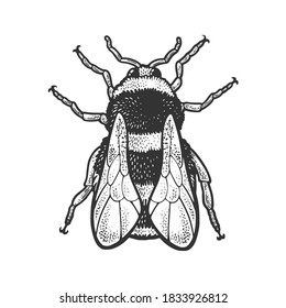 dibujo de insectos de abejas bumblebee grabando ilustración vectorial. Diseño de impresión de ropa de camiseta. Imitación de tablero de raquetas. Imagen dibujada a mano en blanco y negro.
