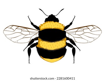Bumblebee, Bee. Bumblebee logo. Isolated bumblebee on white background. Wasp. Bumblebee on white background.