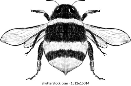 bumblebee bee sketch black and white