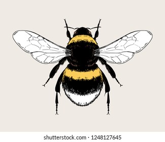 Bumblebee, Bombus, Bee. Highly detailed vector hand drawn illustration.
