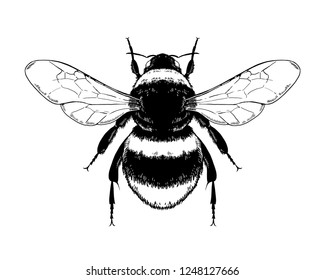 Bumblebee, Bombus, Bee. Highly Detailed Vector Hand Drawn Illustration.