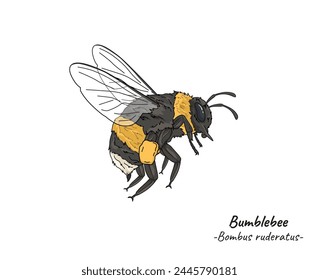 Bumblebee Bombus illustration. insect animal isolated. Hand drawn bee isolated on white background