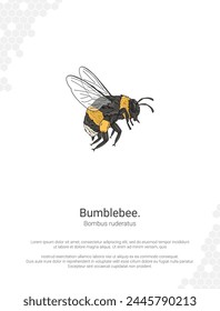 Bumblebee - Bombus illustration wall decor ideas. Hand drawn bee isolated on white background