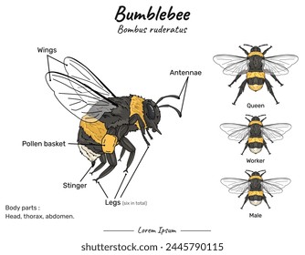 Bumblebee bombus ruderatus anatomy and types of its illustrations. for educational content, teaching, presentation.