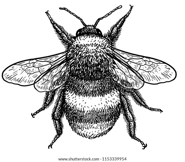 Bumblebee Bombus Terrestris Illustration Drawing Engraving Stock Vector ...