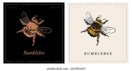 Bumblebee color vintage illustration and sketch