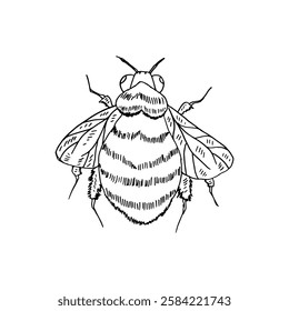 Bumblebee doodle cartoon hand-drawn vector animal illustration.