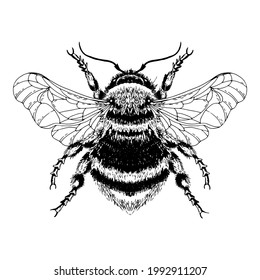Bumblebee. doodle style bumblebee strokes top view.
Insect graphic for plant pollination