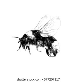 Bumblebee In Flight Sketch Vector