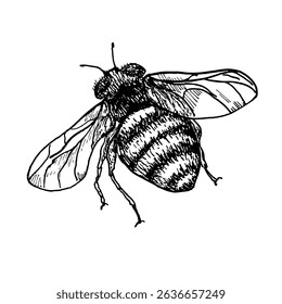 Bumblebee hand drawn black and white outline vector botanical illustration. Bee monochrome drawing. Buzzing insects by ink sketch for entomology art, garden product packaging, and honey label.