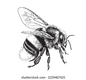 Bumblebee hand drawn sketch From insects collection Vector illustration.