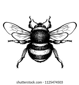 Bumblebee Hand drawn vector illustration. Tattoo art sketch of bee, mystical and esoteric symbols. Drawing of bumblebee - hand sketch of insect, black and white illustration