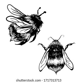 Bumblebee hand drawn vector illustration. Insect sketch isolated on white set.