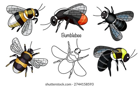 Bumblebee. Hand-drawn illustrations of six different bumblebees. These large insects have rounded bodies covered in black and yellow-orange stripes. Their wings are translucent. Vector illustration.