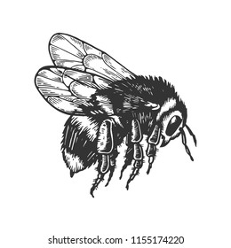 bumblebee insect animal engraving vector illustration. Scratch board style imitation. Black and white hand drawn image.