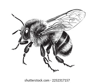 Esbozo de grabado con mano de insectos Bumblebee Ilustración vectorial