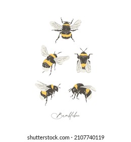 Bumblebee Insect Hand Drawn Vector Illustration Set Isolated On White. Vintage Curiosity Cabinet Aesthetic Print.