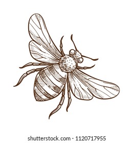 Bumblebee insect monochrome sketch outline white vector illustration