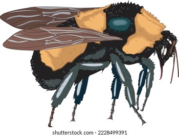Bumblebee Insect Standing Vector Illustration