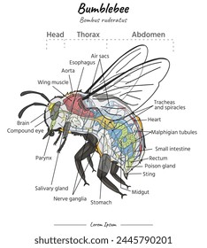 Bumblebee internal anatomy and its body illustration. Diagram showing internal parts of a Bumblebee bombus ruderatus for biology science education