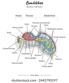 Bumblebee internal anatomy. Diagram showing internal parts of a Bumblebee bombus ruderatus for biology science education