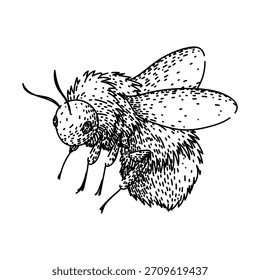 Bumblebee linha arte desenho mostrando um inseto polinizador fofo em um detalhado, vintage mão desenhado esboço estilo, representando a natureza e importância ecológica para a primavera e verão conceitos