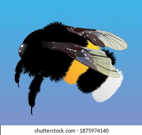 Bumblebee on blue background. Vetailed vector illustration.