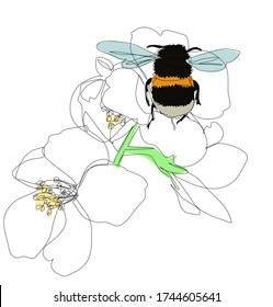 Bumblebee en flores jazmín ilustración de primavera gráficos vectoriales