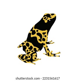 The bumblebee poison frog, Dendrobates leucomelas is also known as yellow-banded poison dart frog or yellow-headed poison dart frog. This frog can be found in South America.