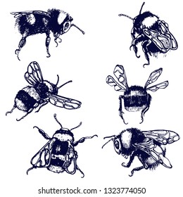 bumblebee, set, different angles vector illustration hand drawing