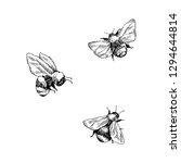Bumblebee set. Hand drawn vector illustration. Vector drawing of tree honeybee. Hand drawn insect sketch isolated on white. Engraving style bumble bee illustrations.