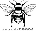 Bumblebee set. Hand drawn vector illustration. Vector drawing of tree honeybee. Hand drawn insect sketch isolated on white. Engraving style bumble bee illustrations.