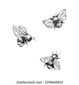 Bumblebee set  Hand drawn vector illustration  Vector drawing tree honeybee  Hand drawn insect sketch isolated white  Engraving style bumble bee illustrations 