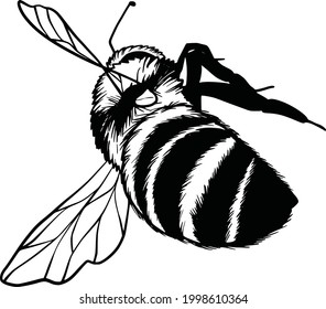 Bumblebee set. Hand drawn vector illustration. Vector drawing of tree honeybee. Hand drawn insect sketch isolated on white. Engraving style bumble bee illustrations.