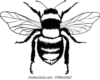 Bumblebee set. Hand drawn vector illustration. Vector drawing of tree honeybee. Hand drawn insect sketch isolated on white. Engraving style bumble bee illustrations.