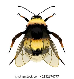 Bumblebee vector drawing, top view. Highly detailed vector hand drawn illustration.